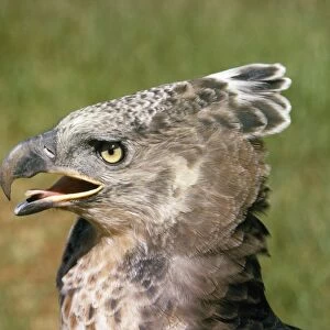 Crowned Eagle