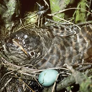 Cuckoo - young in nest next to egg
