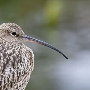 Curlew - Close up of adult standing on shore. Norfolk, UK
