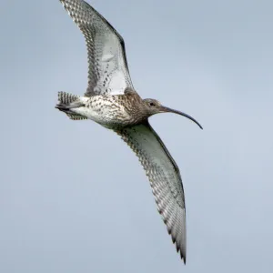 Curlew - in flight over moorland breeding territory Northumberland, UK