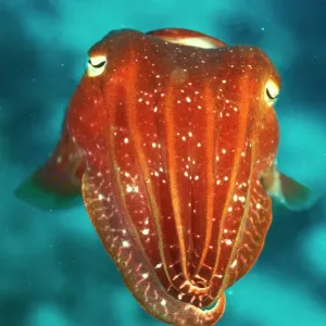 Cuttlefish