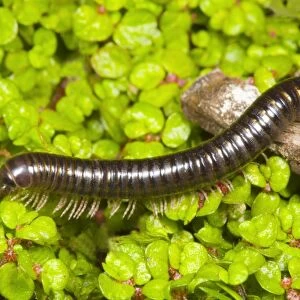 Cylindrical millipede walking over twig Location: Garden, Cornwall, UK
