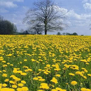 Dandelion field - April - Dorset, UK