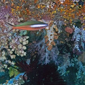 Dark-banded / Neon / Bluestreak Fusilier - Red phase - in coral - Indonesia