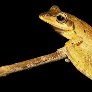 Dark-eared Tree Frog - Danum Valley Conservation Area --Sabah - Borneo - Malaysia