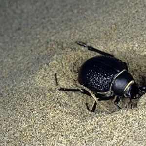Darkling Beetle - burrowing in the sand to escape heat of the day - sand dunes of Karakum desert - Turkmenistan - Spring - April Tm31. 0486