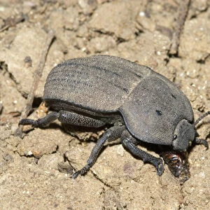 Beetle Metal Print Collection: Darkling Beetles