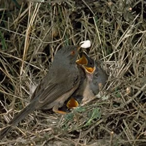 Dartford Warbler - adult removing fecal sac from nest