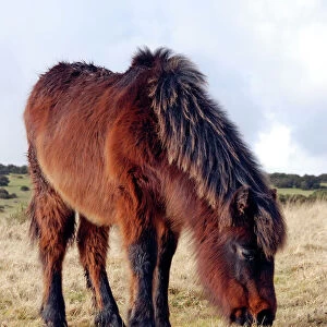Dartmoor Pony in winter coat eating the last of the overgrazed winter grass