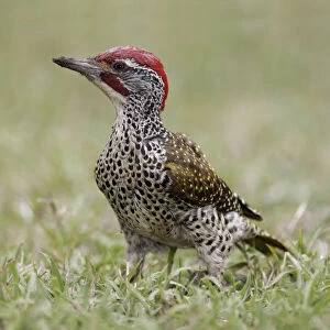 Woodpeckers Collection: Nubian Woodpecker
