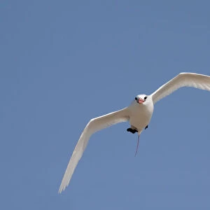 Tropicbirds Collection: Red Tailed Tropicbird