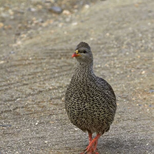 Phasianidae Collection: Natal Spurfowl