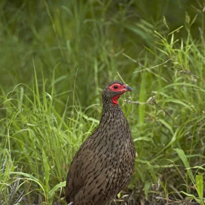 Phasianidae Collection: Swainsons Spurfowl