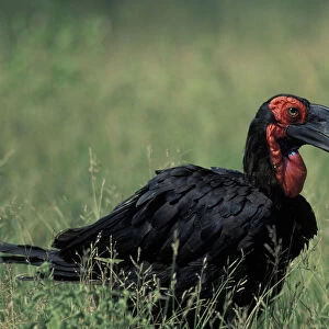 Ground Hornbills Related Images