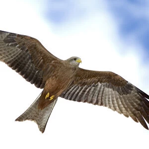 Accipitridae Collection: Yellow Billed Kite