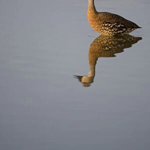 Ducks Collection: West Indian Whistling Duck