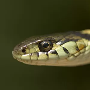 Garter Snake Metal Print Collection: Common Garter Snake