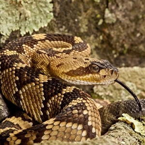 Rattlesnake Greetings Card Collection: Northern Black-Tailed Rattlesnake