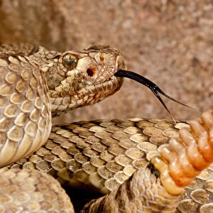 Rattlesnake Collection: Mojave Rattlesnake