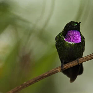 Hummingbirds Photo Mug Collection: Gorgeted Sunangel