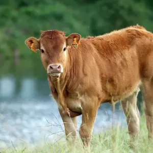Limousin Cattle Print Limousin Cattle Print