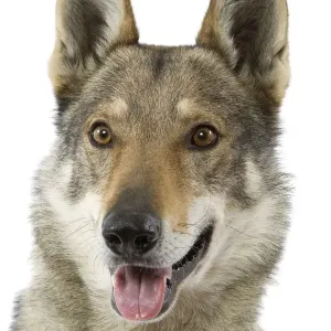 Czechoslovakian Wolfdog Print Czechoslovakian Wolfdog Print
