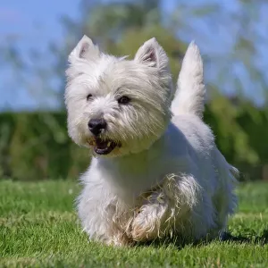 West Highland White Terrier Print West Highland White Terrier Print