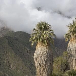 Desert / Californian Fan Palms
