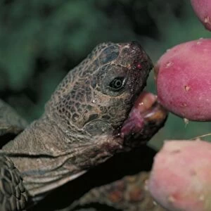 Desert Tortoise - Arizona - Eating fruit of pricky pear cactus - A completely terrestrial desert species requiring firm ground for construction of burrows - frequents desert oases-riverbands-washes-dunes-and occasionally rocky slopes - Burrows-often