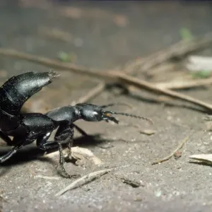 Devil's Coach-horse Beetle Print Devil's Coach-horse Beetle Print