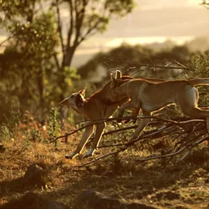 Australian dingo (Canis lupus dingo) - JungleDragon