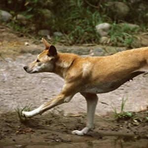 Dingo (Canis lupus dingo) running, Southern New South Wales, Australia JPF26713