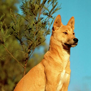 Dingo JPF 189550 Activity, description - Location Canis familiaris dingo © Jean-Paul Ferrero / ARDEA LONDON