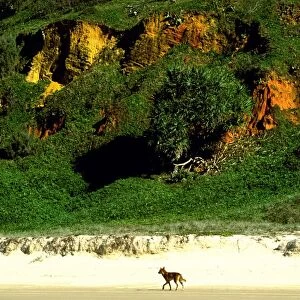 Dingo - Seventy Five Mile Beach, Great Sandy National Park, Fraser Island, Queensland, Australia JPF34683