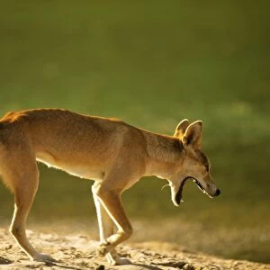Dingo - walking in arid area - Finke Gorge National Park - Northern Territory - Australia JLR05830