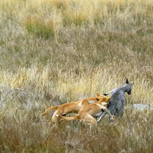 Dingo - x2 attacking Kangaroo