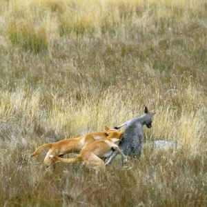 Dingo Attacking Kangaroo Print