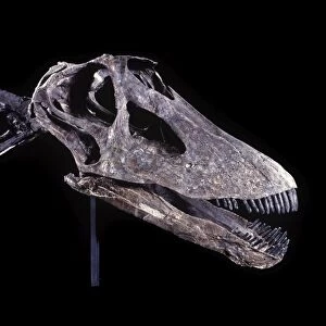 Dinosaurs - Sauropods - Diplodocus (Skull) Morrison Formation, Jurassic, Wyoming, USA Specimen courtesy Western Paleontological Laboratories. DF 586