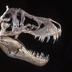 Dinosaurs - Theropods - Tyrannosaurus rex skull - Upper Cretaceous Cast of the original fossil known as "STAN". Courtesy Black Hills Institute of Geological Research, Hill City, South Dakota. DE434