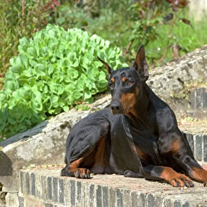 Working Greetings Card Collection: Dobermann