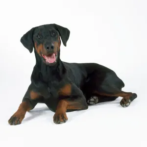 Dobermann Dog Print - Lying Dobermann Dobermann Dog Print - Lying Dobermann