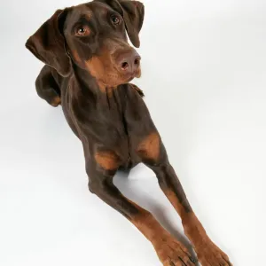 Dobermann Dog Print - Lying Doberman Pinscher Dobermann Dog Print - Lying Doberman Pinscher