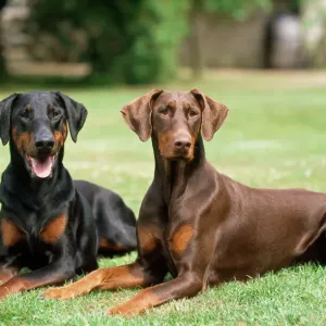 Dobermann Dogs Print Dobermann Dogs Print