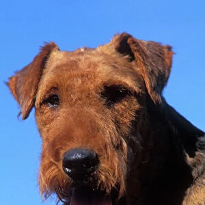 Dog - Airdale terrier