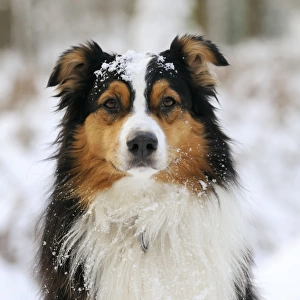 DOG. Australian shepherd with snow on head