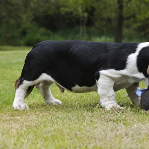 DOG. Basset hound puppy (10 weeks) eating