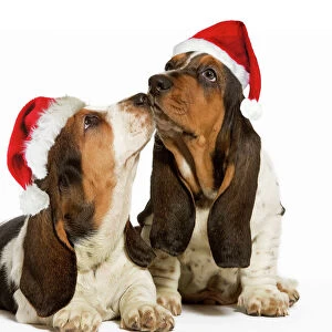 Dog - Basset Hound - two in studio kissing wearing Christmas hats Digital Manipulation: Christmas hats (SU)