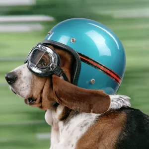 Dog on motorbike with sales helmet