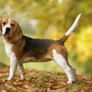 Beagle Print by Jean-Michel Labat Beagle Print by Jean-Michel Labat