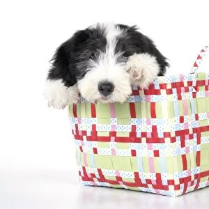 Dog. Bearded Collie puppy in basket